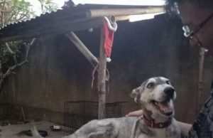 Indonesian Guy Saves A Husky From Severe Malnourishment