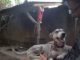 Indonesian Guy Saves A Husky From Severe Malnourishment