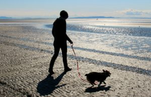 Research Says Most Dogs Are Not Walked Anymore!