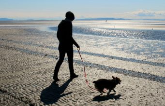 Research Says Most Dogs Are Not Walked Anymore!
