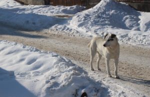 Mountain Dog Rescues Human Trapped In Snow