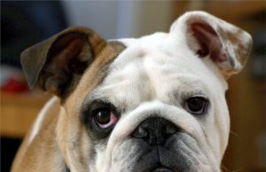 Alexandria Ocasio-Cortez “Attacked” By Her Furry Constituent