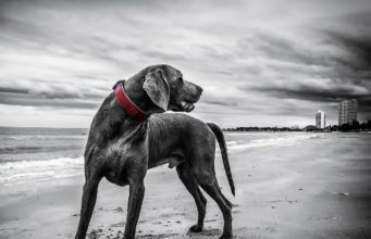 Adorable Dog Steals The Show When He Decided To Join The Parade