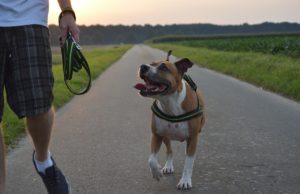 Hero Pitbull Saves Family From Gas Leak By Alerting Cops