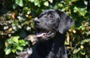 Dog Catches The Attention Of A Cop To Help His Owner By Barking