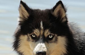 Fresh From A Visit To The Vet, Dog Is Upset And Refuses To Talk To His Master