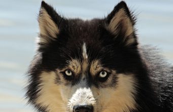 Fresh From A Visit To The Vet, Dog Is Upset And Refuses To Talk To His Master