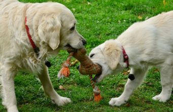 5 Games to Play with Your Dog