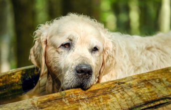How Do You Know When Your Dog Is Old?