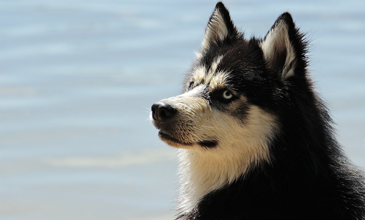 husky, dog, dog breed