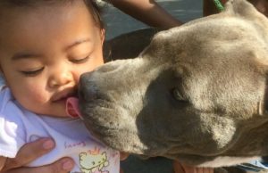 Courageous Dog Saves Baby By Tugging On Its Nappy