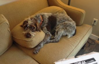 UPS Delivery Guy Saves Dog From Drowning