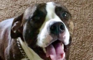 Missing Kid From Michigan Found Through Dog’s Help