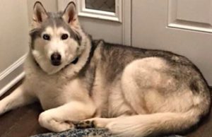 Husky Refuses to Get Out of Bed: Zeus the Lazy Husky Has the Internet in Stitches