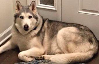 Lazy Dog Complains And Refuses To Get From Bed