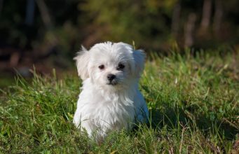 Three-Legged Puppy Was Abandoned In A Makeshift Dog House — Here He Is Three Months Later