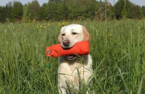 Little Boys Play Catch With Neighbor’s Dog Over The Fence
