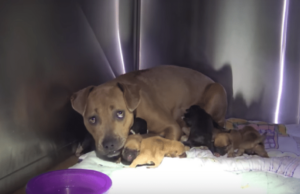 Stray Pit Bull Gives Birth to 8 Puppies During Massive Storm – Then Gets Rescued by Hope for Paws