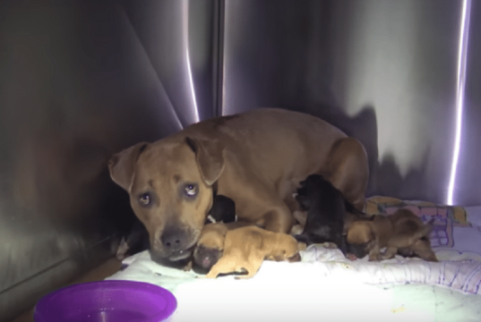 Stray Pit Bull Gives Birth to 8 Puppies During Massive Storm – Then Gets Rescued by Hope for Paws