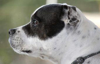 This Abandoned Dog Finally Found His Forever Home!