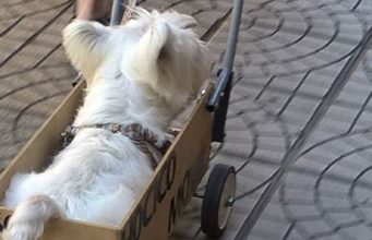 Laziest Dog In The Word Is Living His Life To The Fullest