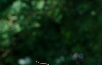 A Shelter Dog’s Tear-Jerking Reaction When He Realizes He Is Finally A Free Dog