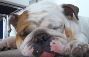 Sleeping Bulldog Wakes Up From Deep Slumber For The Silliest Reason