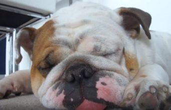 Sleeping Bulldog Wakes Up From Deep Slumber For The Silliest Reason