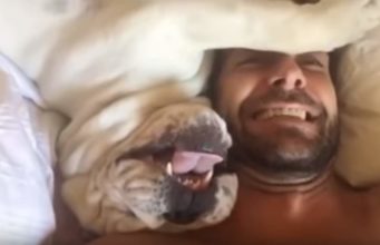 Grouchy Bulldog Makes Adorably Funny Sounds When Fur Dad Wakes Him Up