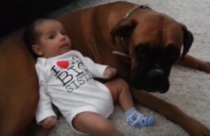 Gentle Boxer Allows Cute Baby To Use Her As A Pillow