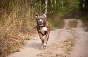 UPS Driver Receives Unexpected Paw-ckage