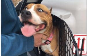 A Loose Terrier Causes A Scuffle In Atlanta’s Airport For 4 Days