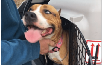 A Loose Terrier Causes A Scuffle In Atlanta’s Airport For 4 Days