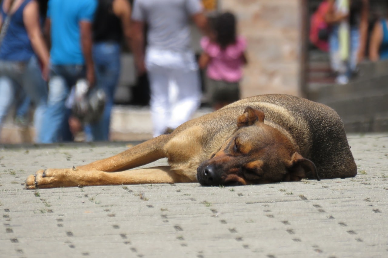 dog, street, canine