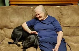 Grandmother Didn’t Want A Dog Until It Saved Her Life