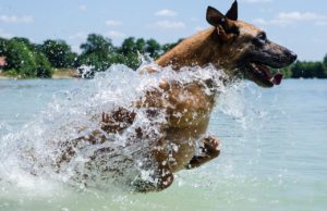 Energetic Dog Just Can’t Seem To Get Tired Until His Family Introduced Him To Swimming
