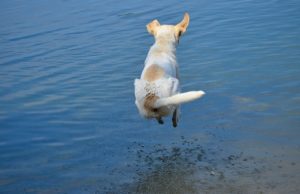 Fearless Dog Loves To Go Diving With Her Owner