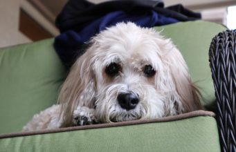 Cockapoo Saved By Firefighters After Getting Trapped In Hot Car