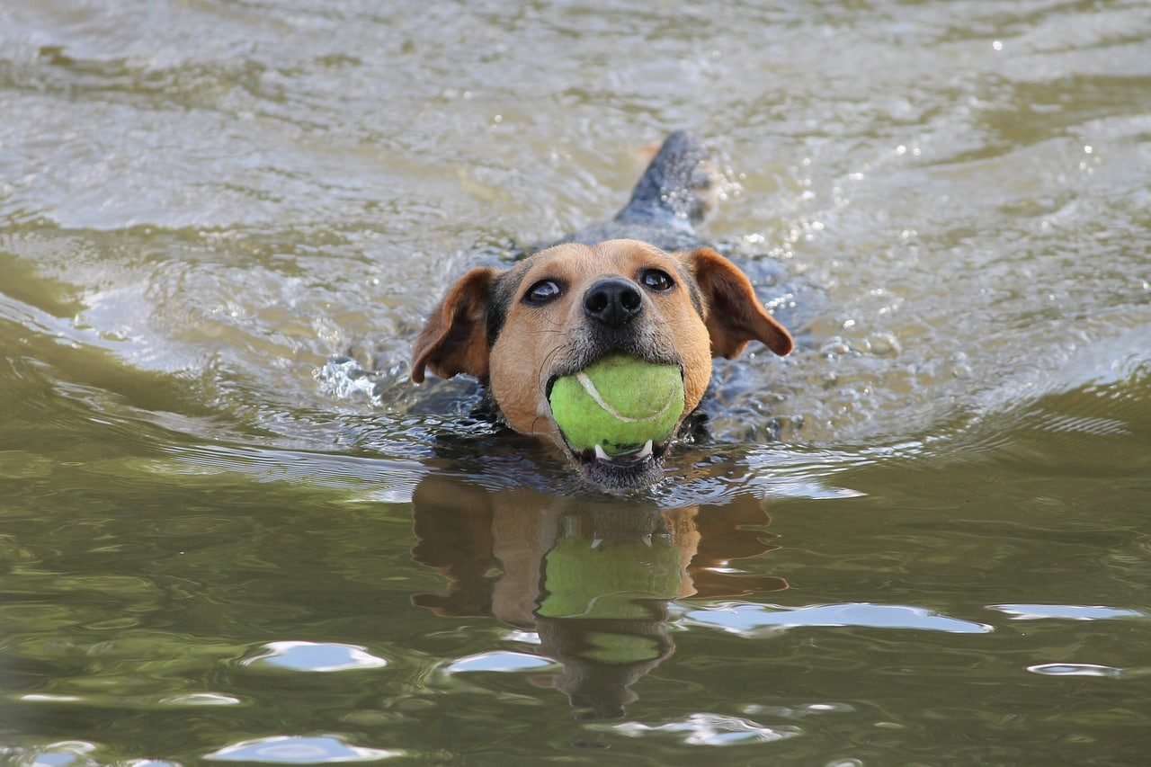 dog, swim, play