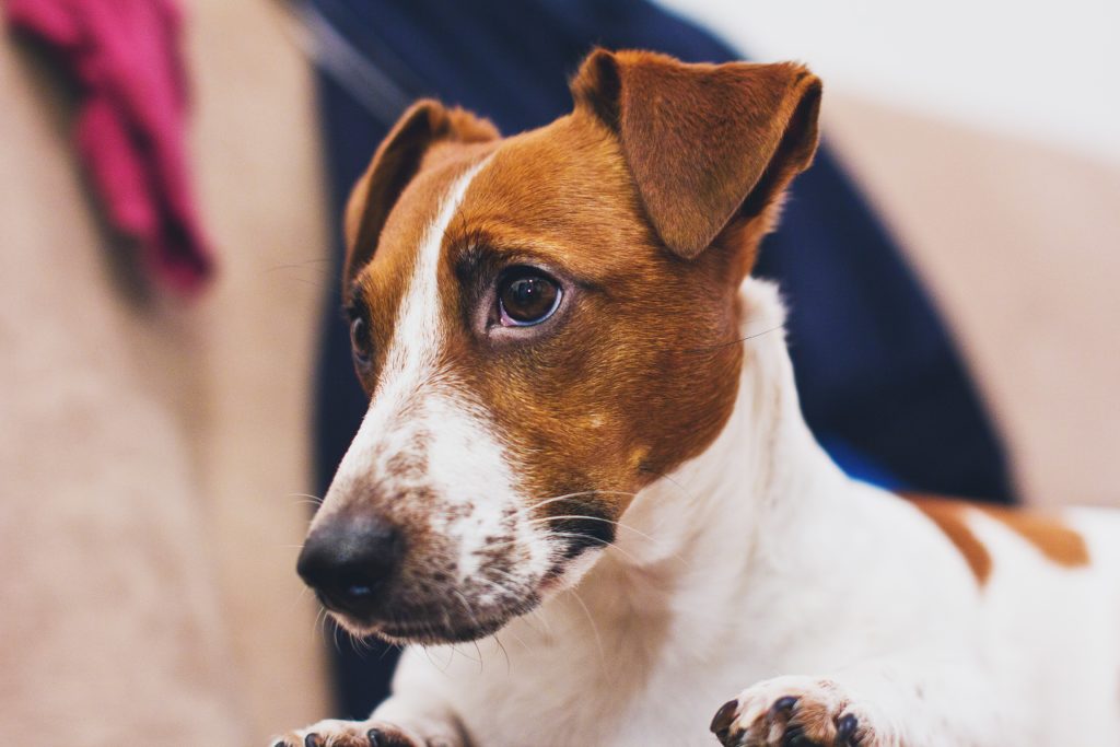 Dog Whose Front Legs Were Degloved After Being Hit By A Car Is Now ...