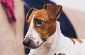 Dog Whose Front Legs Were Degloved After Being Hit By A Car Is Now Running Around Happily In His New Home