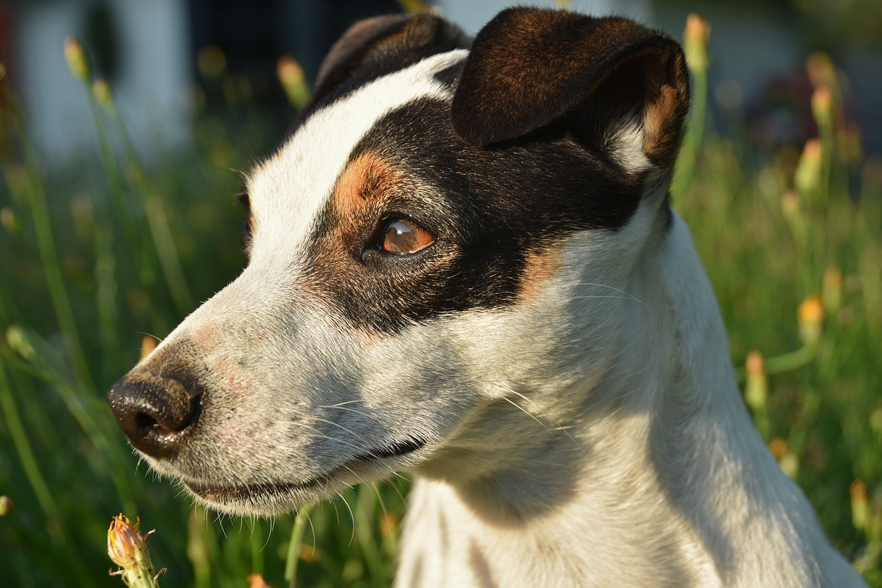 jack russel, dog, terrier