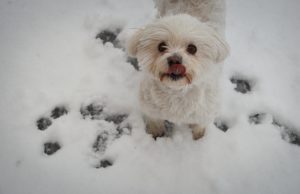 Maltese Mix Stolen From His Home Turns Up Five Months Later At Another State