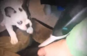 Feisty Puppy Valiantly Stakes His Claim On Doggy Bed