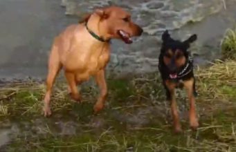 Energetic Doggy Pack Plays An Exciting Water Game