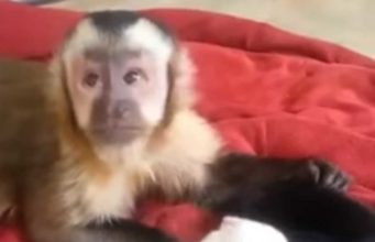 Adorable Puppy Litter Holds Meet-And-Greet Session With Monkey