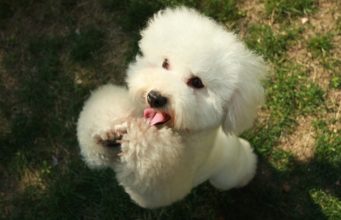 Pup Shows A New Way How To Play Fetch And It’s Just Adorable