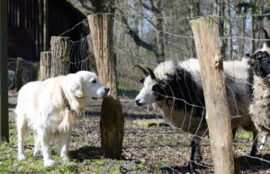 Dog Becomes Mom To A Goat