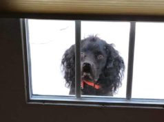 Dog Presses Face Against Glass Door on Halloween and Spooks Trick-or-Treaters