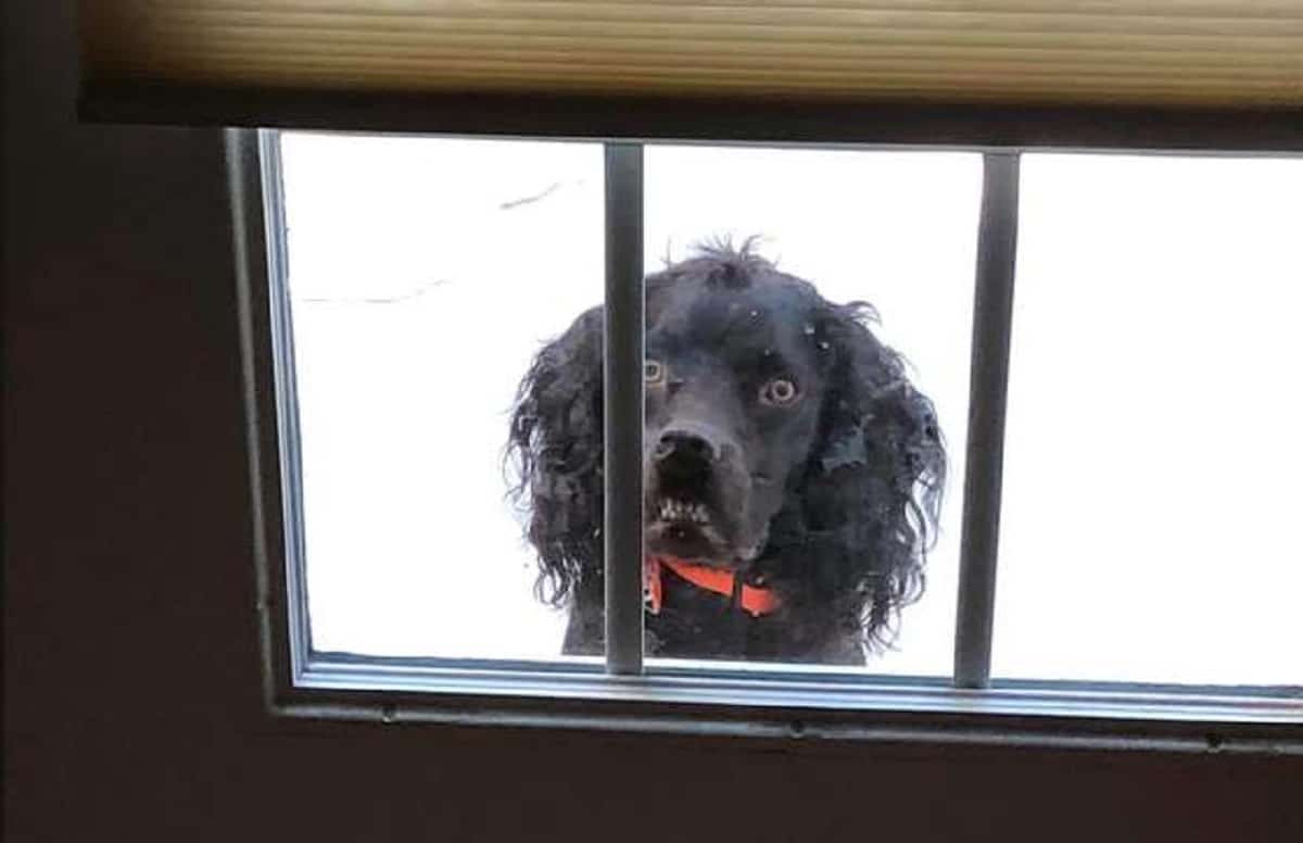 Как напугать собаку. Страшная собака возле окна. Страшная собака возле окна фото.